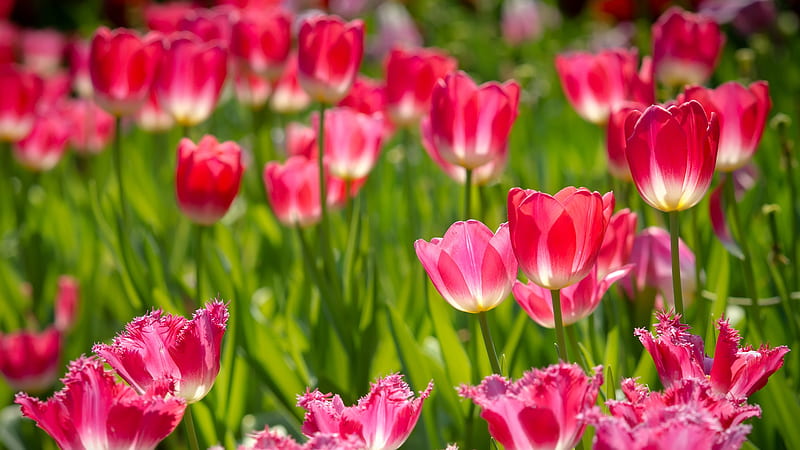 Flowers, Tulip, Bud, Pink Flower, HD wallpaper | Peakpx