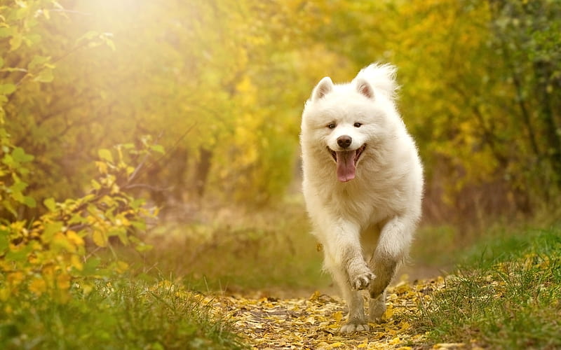Samoyed, big fluffy white dog, pets, forest, autumn, cute animals, dogs, HD wallpaper