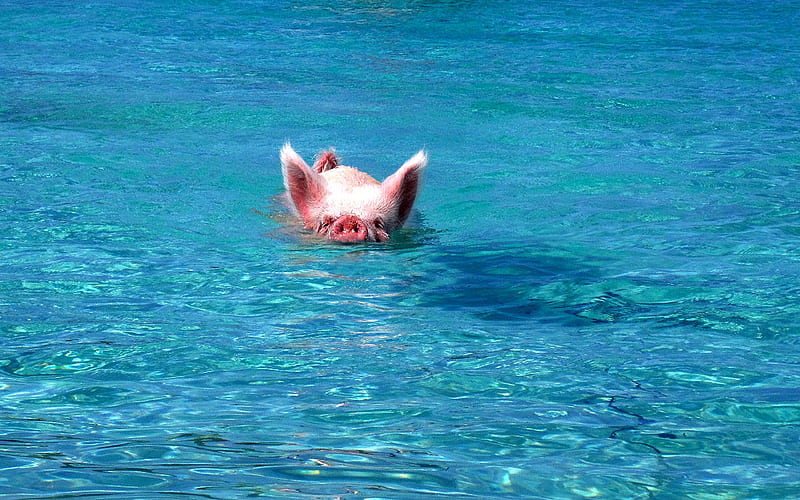 Not your ordinary Wilbur, pigs, ocean, funny, swimming, animal, unusual, HD wallpaper