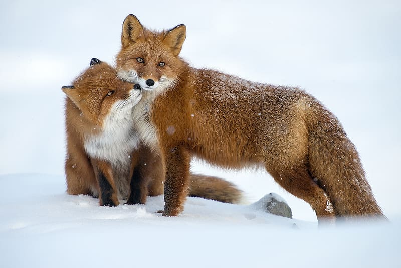 Foxes, white, snow, vulpe, couple, kiss, fox, animal, winter, iarna, nature, HD wallpaper