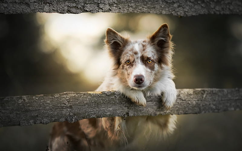 Australian Shepherd Dog, white brown dog, Aussie, cute animals, fence, dog, HD wallpaper