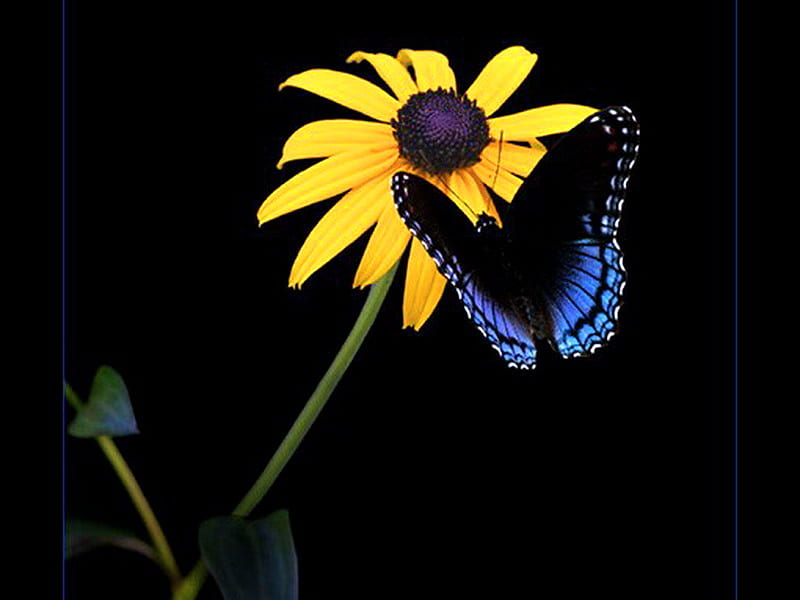 Sunflower and butterfly, butterfly, black, yellow, sunflower, blue, HD wallpaper
