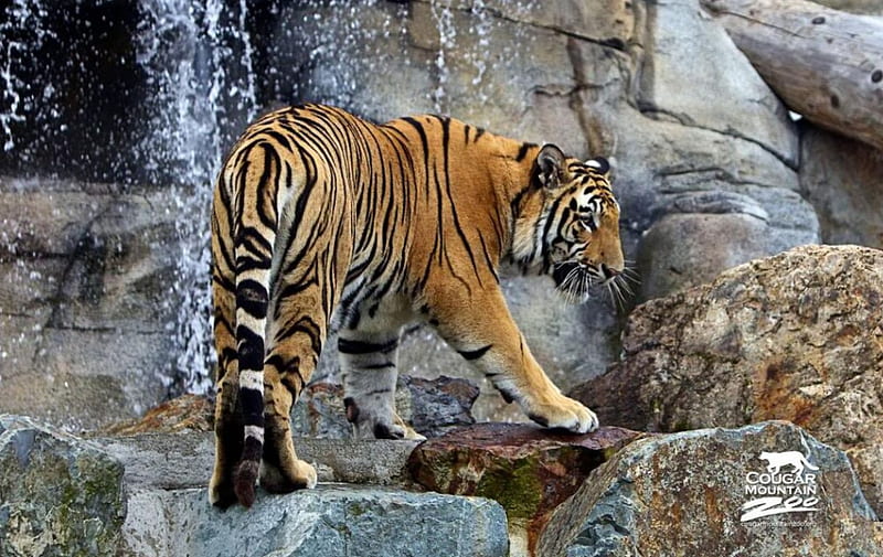 •Tiger•, tiger, wilderness, predators, predatory animals, wild, wild cats, wildlife, nature, cats, wild animals, big cats, animals, HD wallpaper