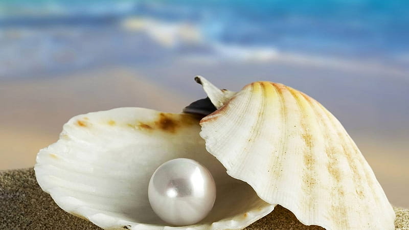 A Beautiful Pearl, lovely, beaches, bonito, oyster, peral, HD wallpaper