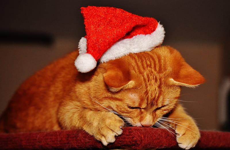 Christmas Cat, Christmas, purr, kitten, Cat, HD wallpaper