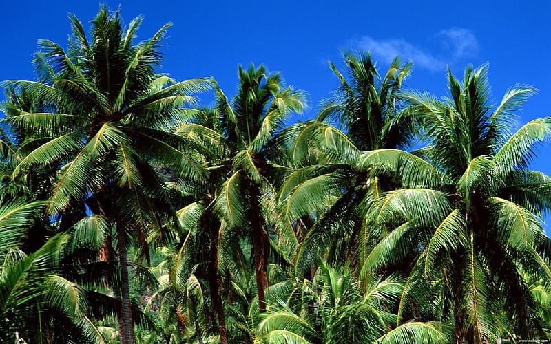 Tahiti lush palm leaf, HD wallpaper