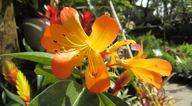 Hermosa flor, flor, hermoso, día soleado, color naranja, Fondo de pantalla  HD | Peakpx