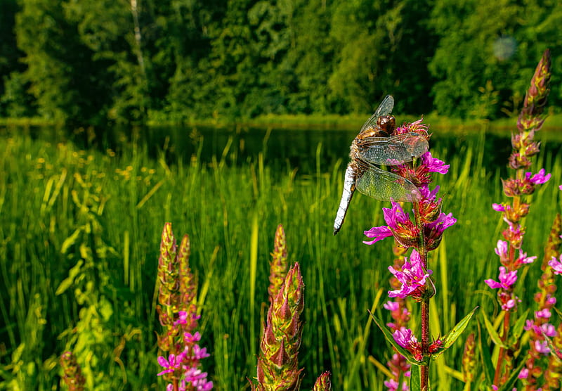 Insects, Dragonfly, Flower, Wildlife, HD wallpaper