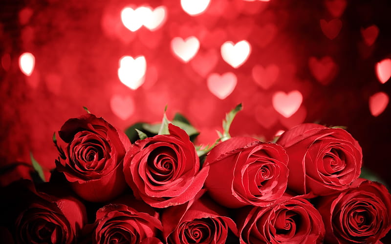 red roses, Valentines Day, romantic bouquet, roses, rose bouquet, HD wallpaper