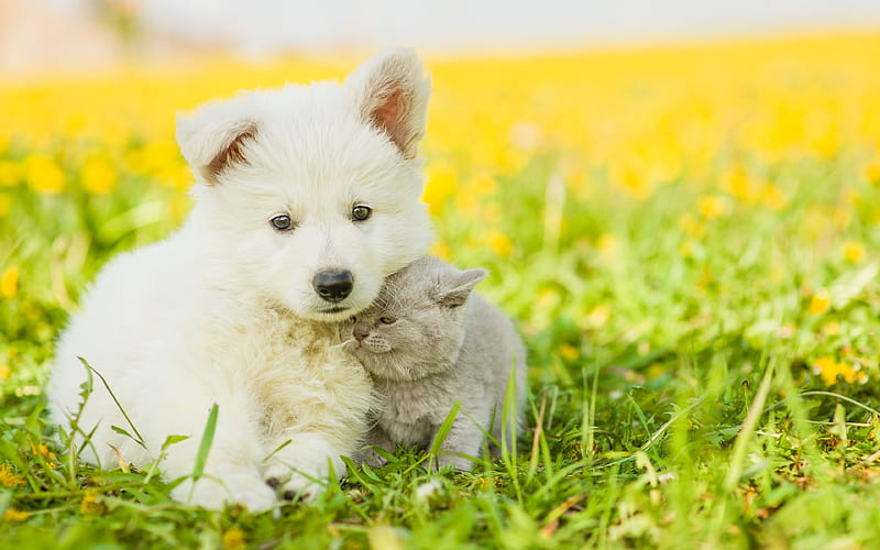 friendship, puppy, kitten, Samoyed, Scottish Fold Cat, cute animals, pets, HD wallpaper
