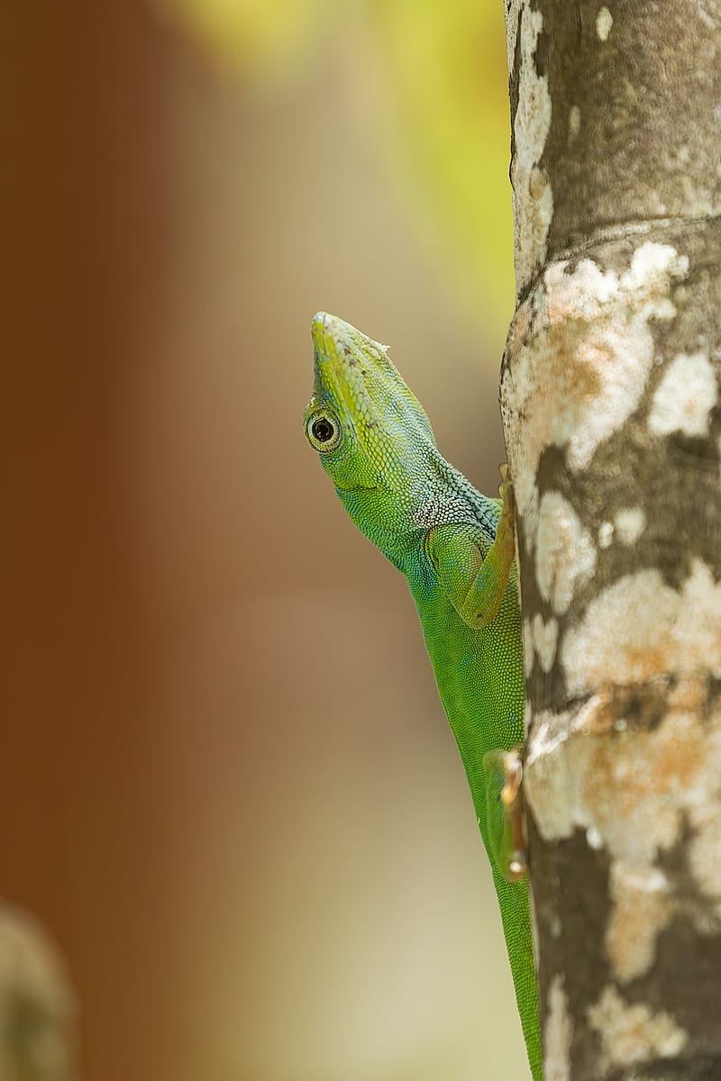 lizard, reptile, green, tree, close up, HD phone wallpaper