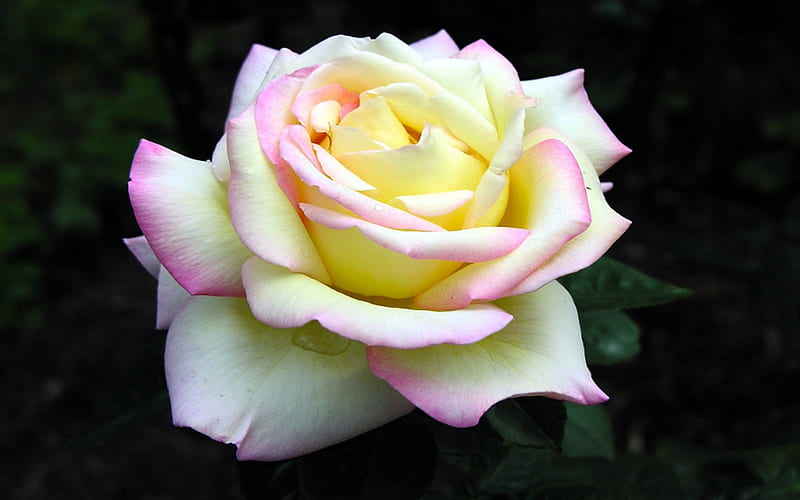 White Rose, pink edges, bonito, yellow center, other, HD wallpaper