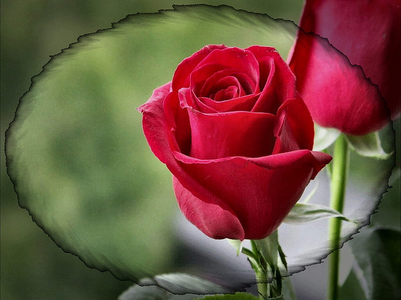 Red Rosebud F, graphy, rose, romance, love, flower, beauty, floral, HD wallpaper