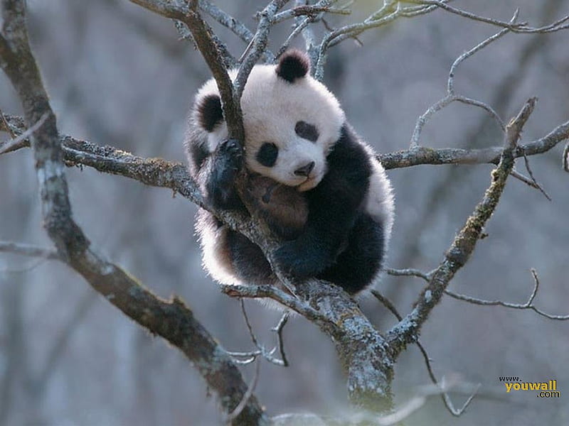 Sweet panda bear on tree, panda, cub, bear, wildlife, bamboo, HD wallpaper