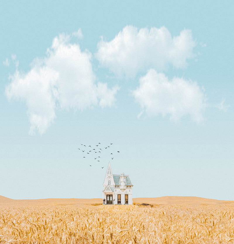House in the Middle of Crop Field, HD phone wallpaper