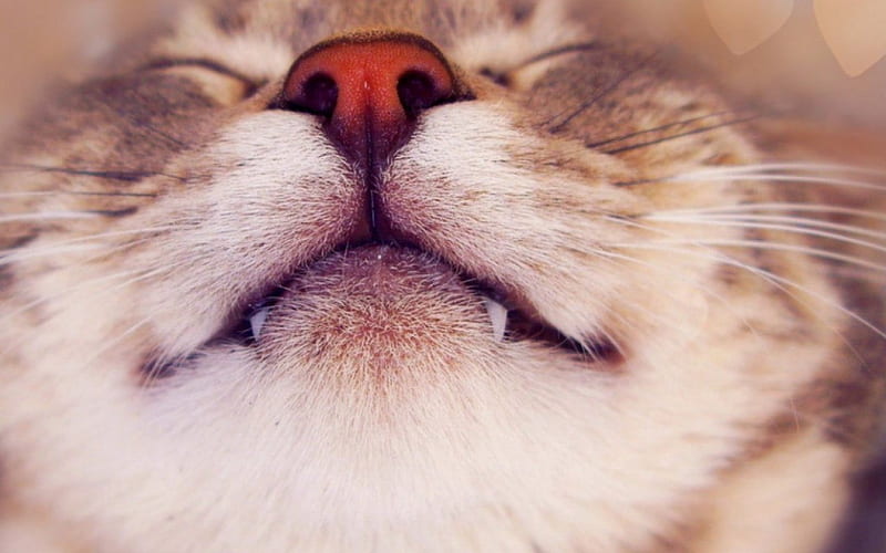 Funny cat, cute, face, cat, animals, HD wallpaper