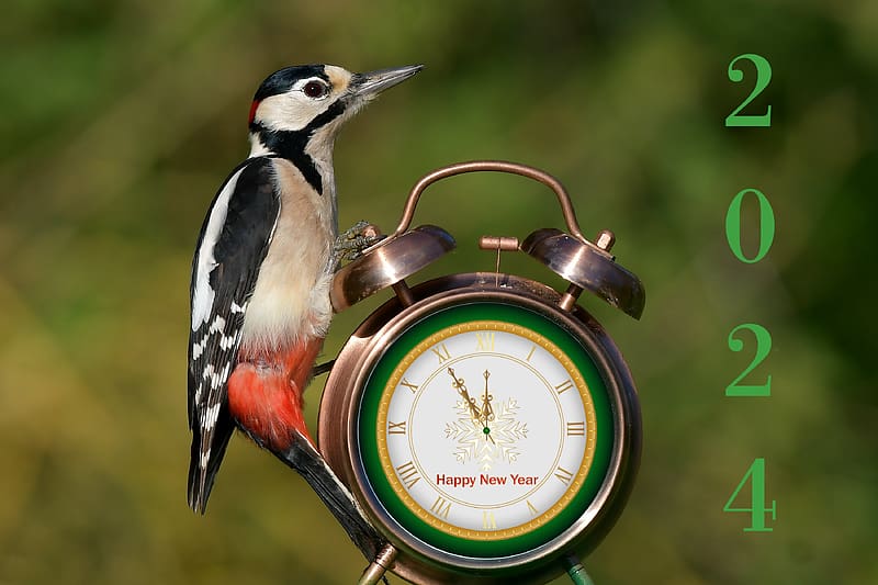 Happy New Year ~ 2024, 2024, new years, woodpecker, alarm clock, HD wallpaper