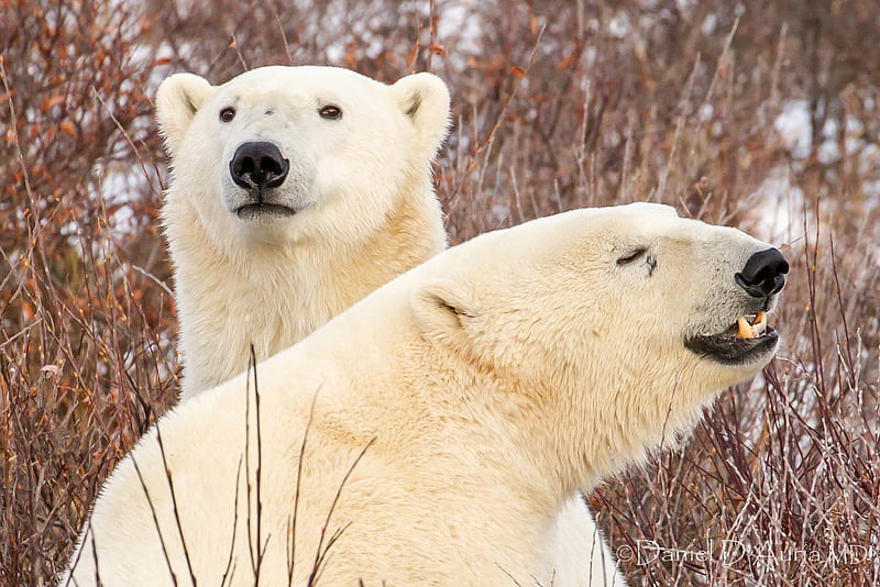Bears, Polar Bear, Bear, Wildlife, HD wallpaper