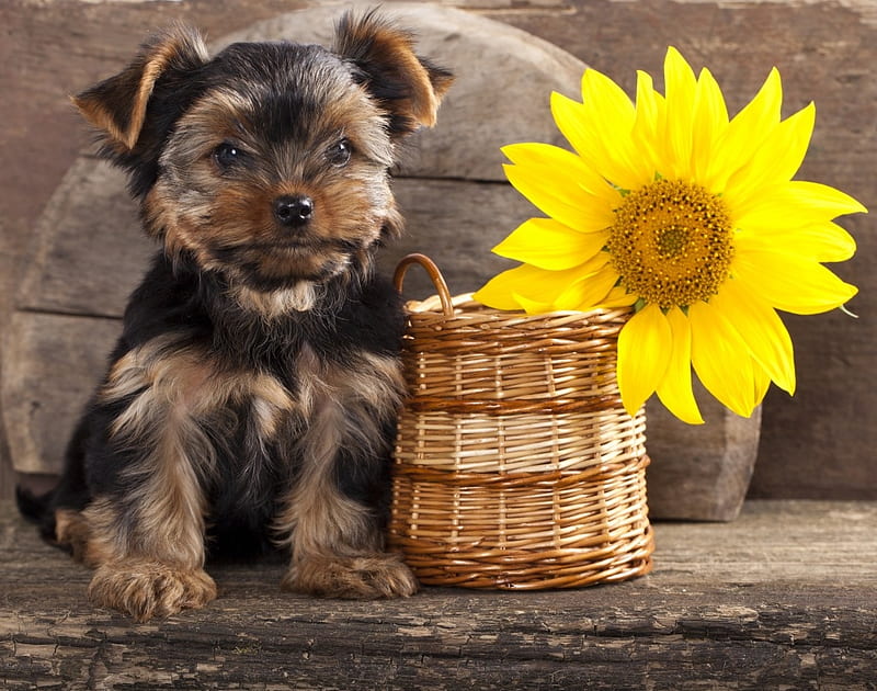 Yorkshire Terrier puppy, yorkshire terrier, yellow, caine, puppy, dog, aninal, sunflower, cute, pet, flower, HD wallpaper