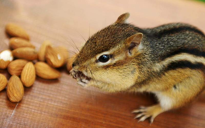 Greedy chipmunk eating almond - chipmunk 2, HD wallpaper