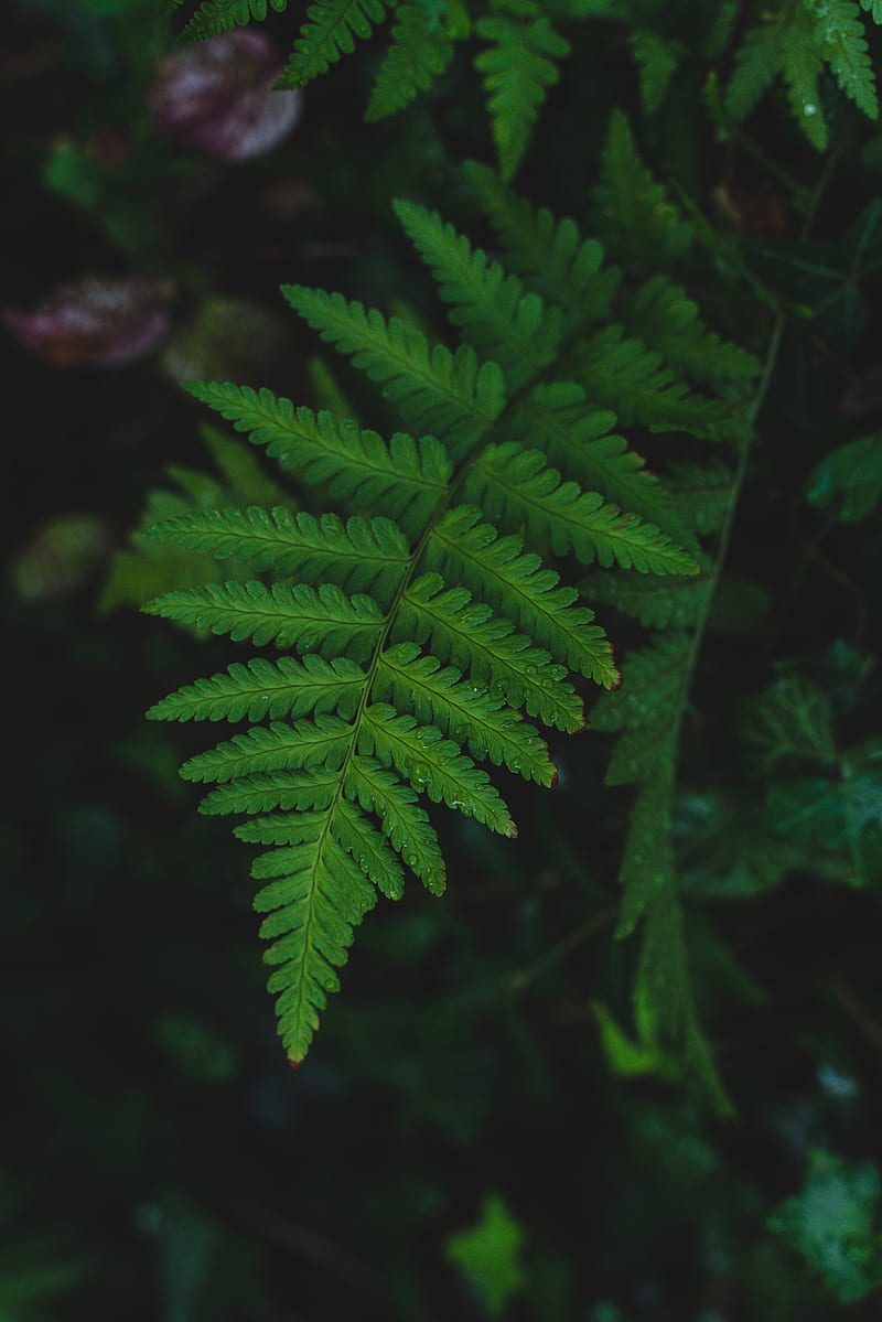 fern, leaf, wet, dew, macro, HD phone wallpaper