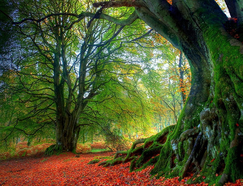 Autumn Beech, forest, Beech, Autumn, green, HD wallpaper