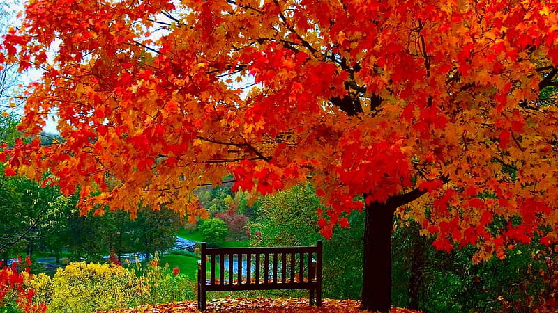 Wooden Bench Under Yellow Red Autumn Leafed Tree During Daytime Nature, HD wallpaper