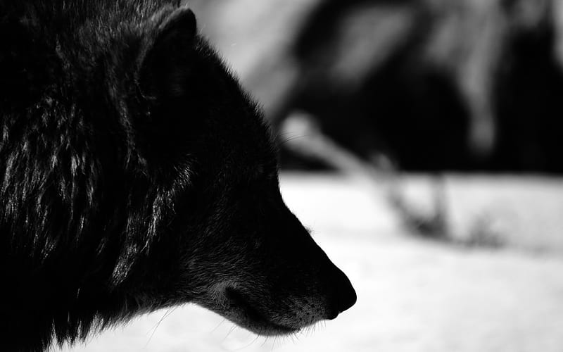 black wolf-2012 animal Featured, HD wallpaper
