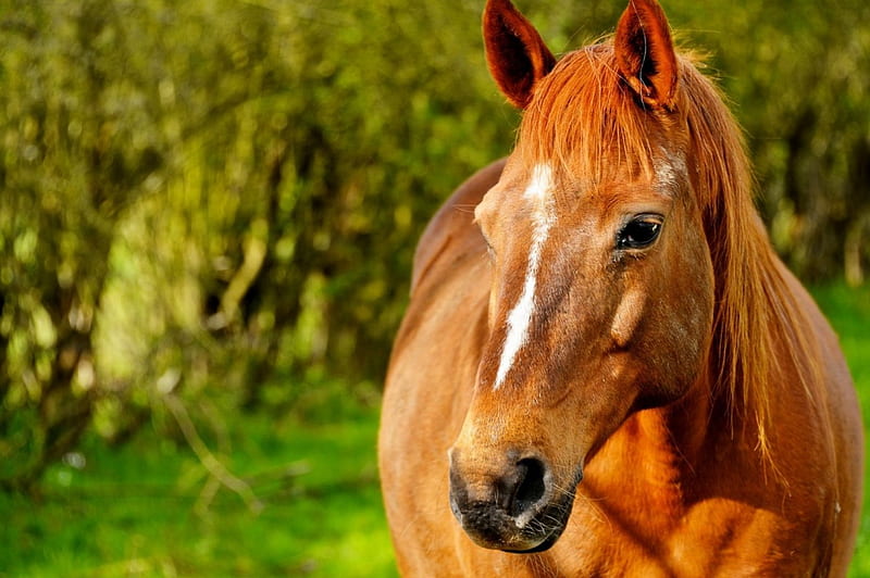 Horse portrait, beauty, portrait, brown, horse, HD wallpaper