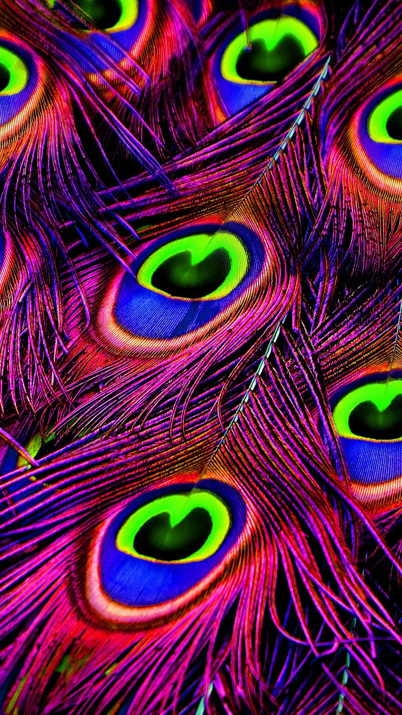 Peacock Feathers, peacock, feather, peacocks, HD phone wallpaper | Peakpx