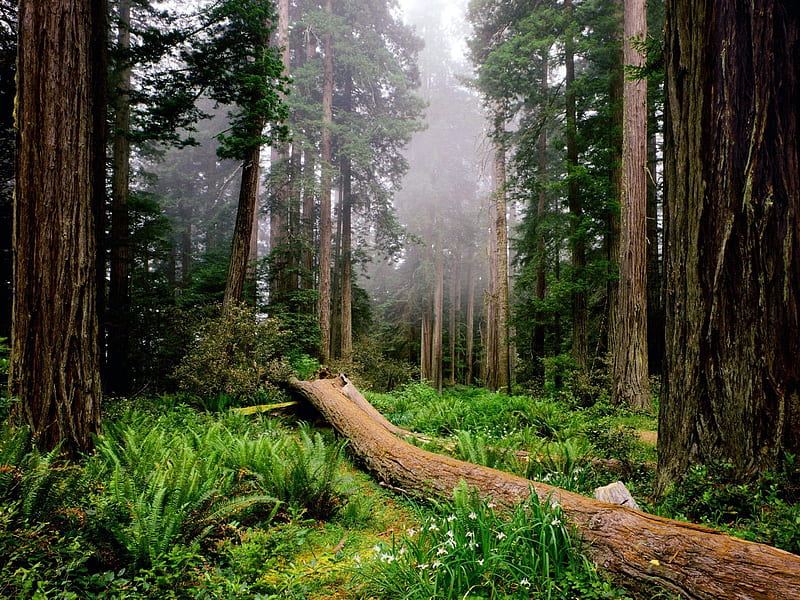 Snap redwood trees Santa Cruz, CA, Santa Cruz Redwoods, HD wallpaper