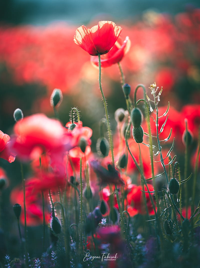 flowers, nature, landscape, red, field, grass, plants, graphy, leaves, green, poppies, Evgeni Fabisuk, HD phone wallpaper