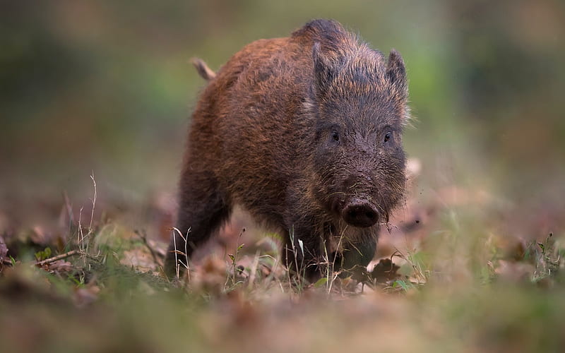 wild boar, forest, small boar, autumn, wildlife, forest animals, pigs, HD wallpaper