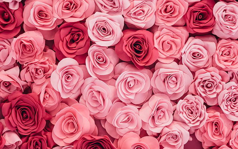 Roses, vara, rose, texture, flower, skin, pink, carpet, trandafir, summer, HD wallpaper