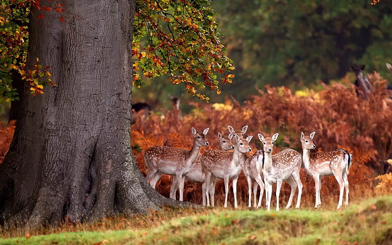 Fawns In Forest, Trees, Brown, Deer, White, Fawn, Animals, HD wallpaper