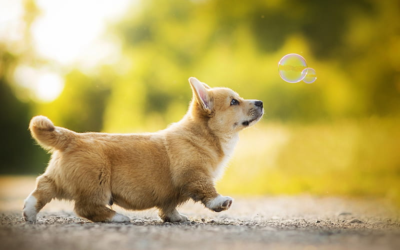 Welsh Corgi, puppy, bubbles, dogs, HD wallpaper