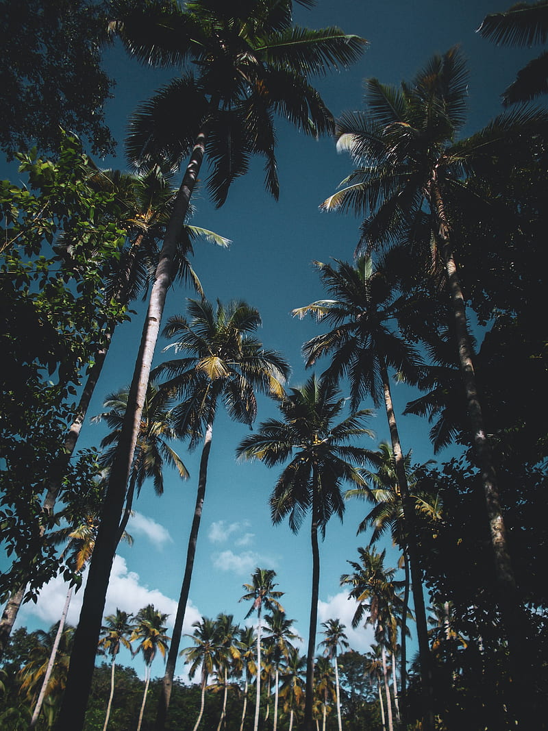 palm trees, leaves, tropical, HD phone wallpaper