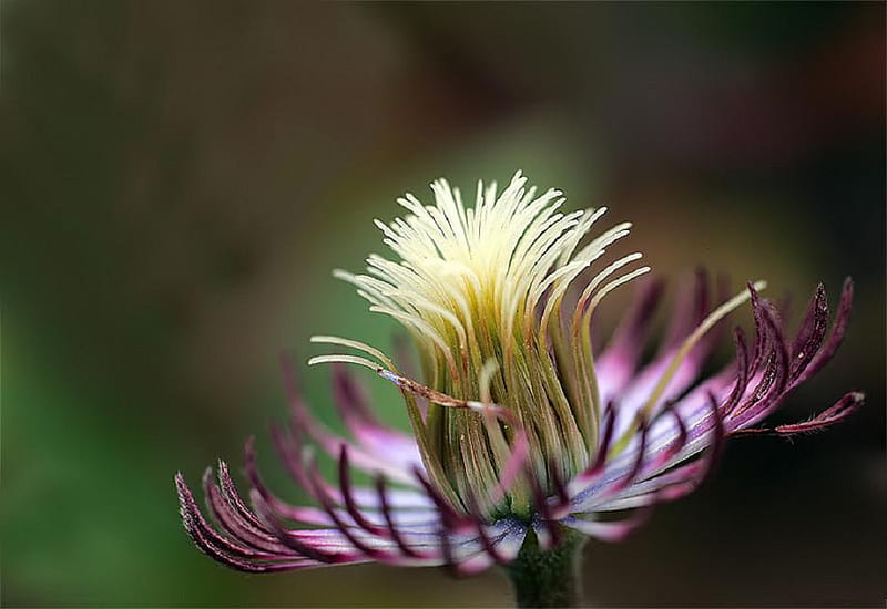 strange flower, lovely, soft, nice, plants, blossoms, flowers, nature, blooms, delecate, HD wallpaper