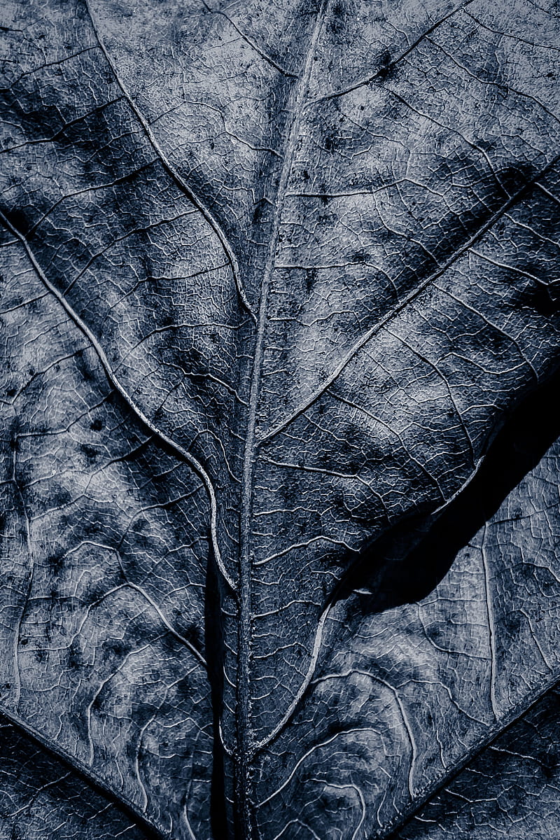 leaf, dry, veins, macro, gris, HD phone wallpaper