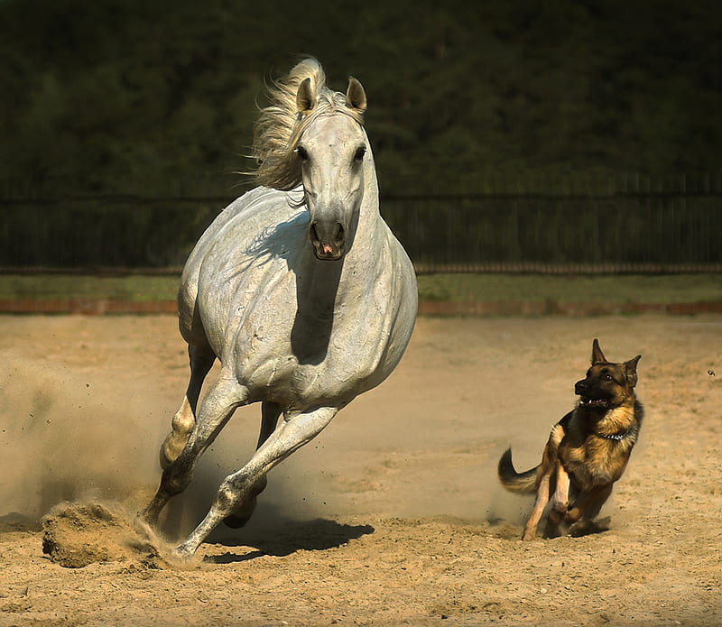 Horse and dog, cool, horse, friends, dog, HD wallpaper