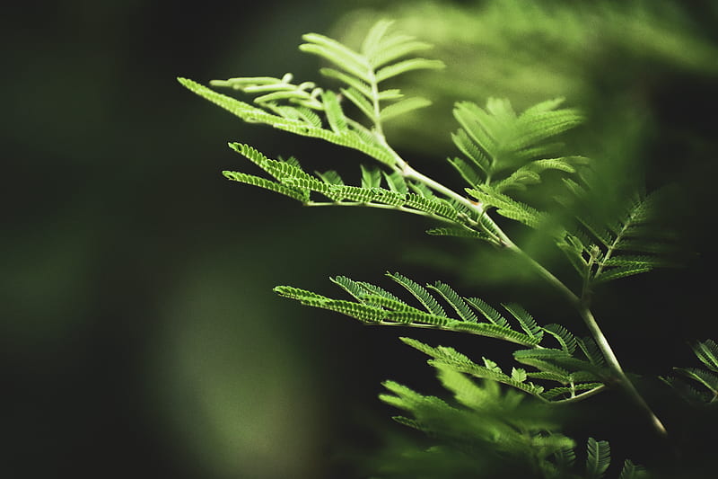 Selective Focus graphy of Fern Leaves, HD wallpaper