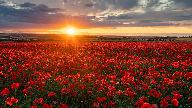 Red Common Poppy Flowers Green Leaves Field Under Black Clouds Blue Sky During Sunset Flowers, HD wallpaper