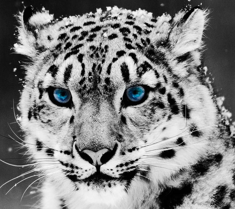 White tiger, tiger, white, HD wallpaper