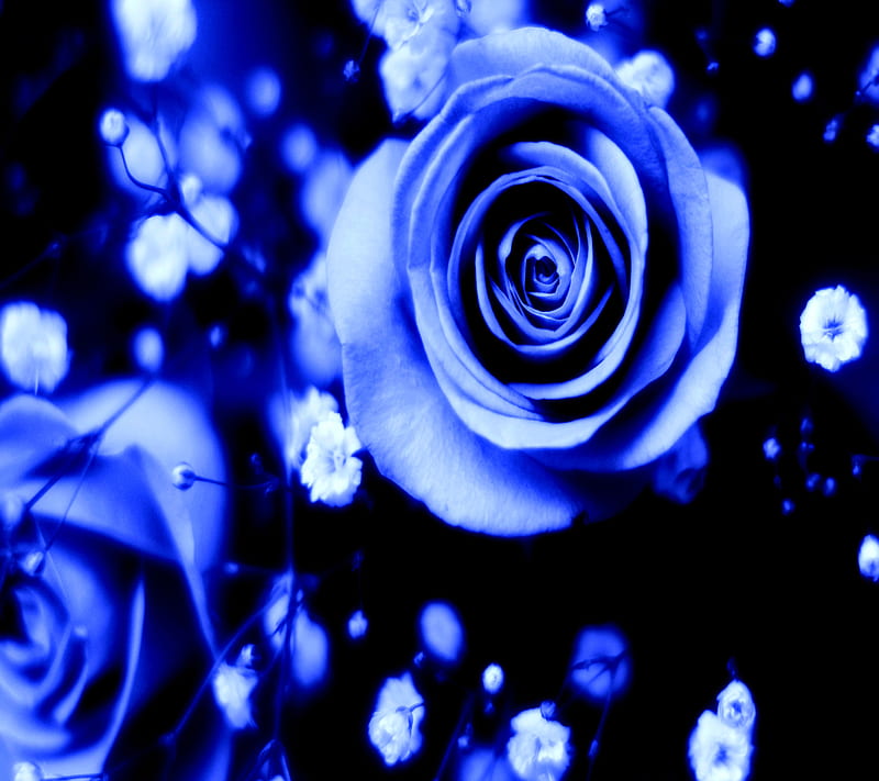 Blue Roses, HD wallpaper | Peakpx