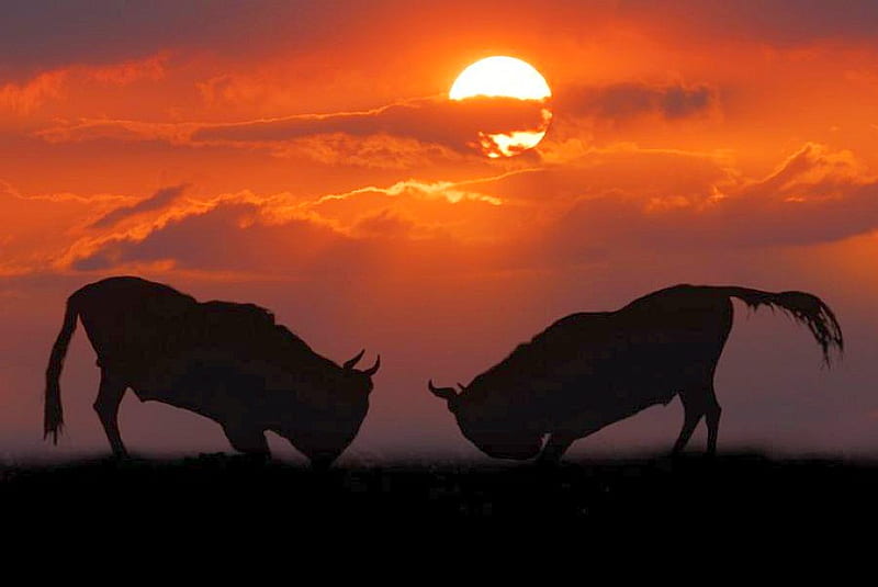 Bulls Fight, bulls, fight, bonito, sunset, HD wallpaper