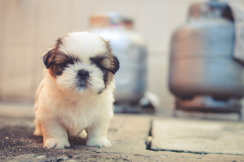 puppy, dog, cute, fluffy, pet, HD wallpaper