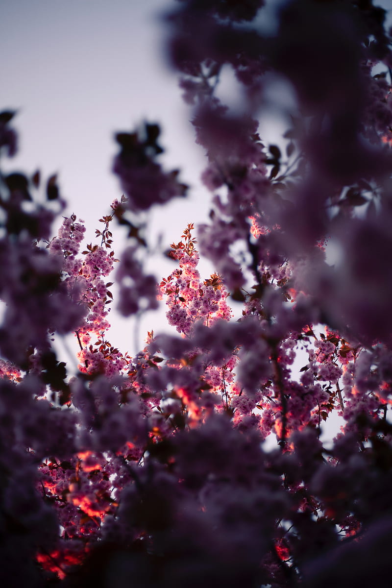 flowers, branches, pink, tree, flowering, spring, HD phone wallpaper