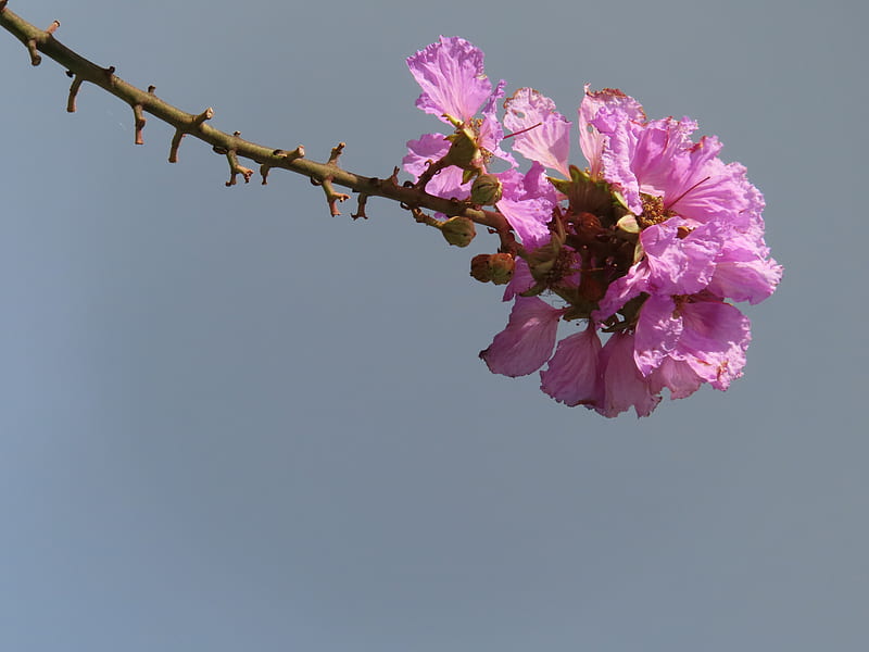 pink flowers on brown stem, HD wallpaper