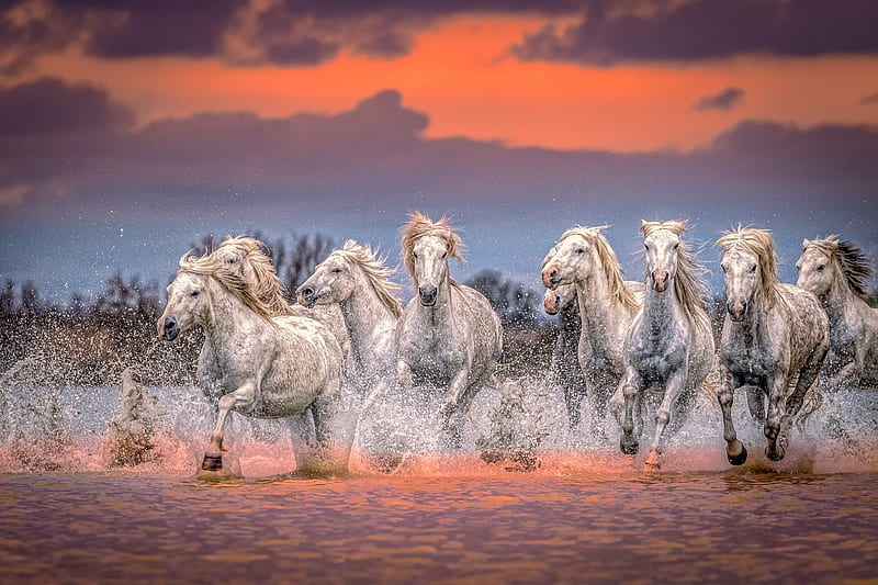 Horses, cal, running, sunset, horse, pink, white, animal, blue, water, HD  wallpaper | Peakpx