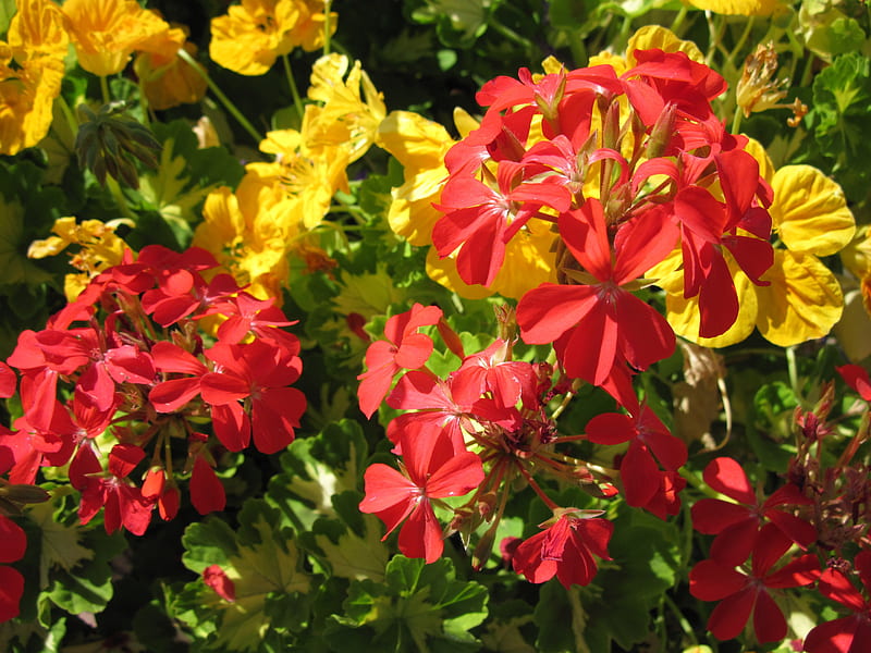 My Red and yellow Geranium, graphy, Red, green, yellow, geranium, Flowers, HD wallpaper